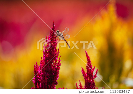 秋季森林公園盛開的羽毛雞冠花 秋季森林公園盛開的羽毛雞冠花 113683487
