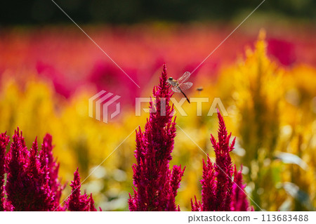 秋季森林公園盛開的羽毛雞冠花 秋季森林公園盛開的羽毛雞冠花 113683488