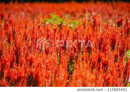秋季森林公園盛開的羽毛雞冠花 秋季森林公園盛開的羽毛雞冠花 113683491