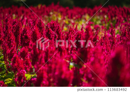 秋季森林公園盛開的羽毛雞冠花 秋季森林公園盛開的羽毛雞冠花 113683492
