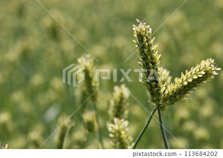 barley field, barley field, 113684202