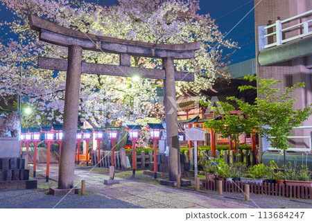 Kyoto Rokusonno Shrine Cherry blossoms in full bloom at night Kyoto Rokusonno Shrine Cherry blossoms in full bloom at night 113684247