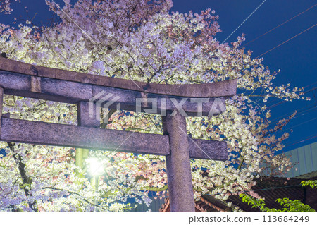 Kyoto Rokusonno Shrine Cherry blossoms in full bloom at night 113684249
