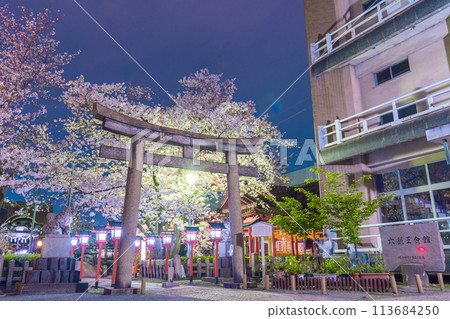 京都六園神社夜櫻盛開 113684250