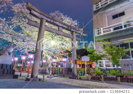 京都六園神社夜櫻盛開 113684251