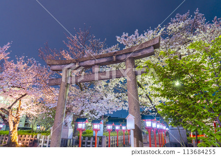 Kyoto Rokusonno Shrine Cherry blossoms in full bloom at night Kyoto Rokusonno Shrine Cherry blossoms in full bloom at night 113684255
