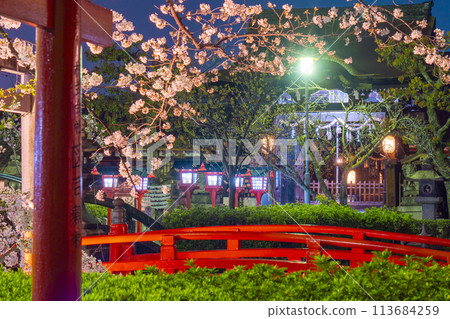 京都六園神社夜櫻盛開 113684259