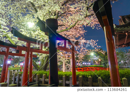 Kyoto Rokusonno Shrine Cherry blossoms in full bloom at night 113684261