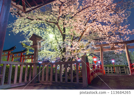Kyoto Rokusonno Shrine Cherry blossoms in full bloom at night 113684265