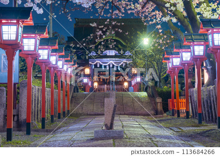 京都六園神社夜櫻盛開 113684266