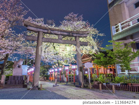 京都六園神社夜櫻盛開 113684274