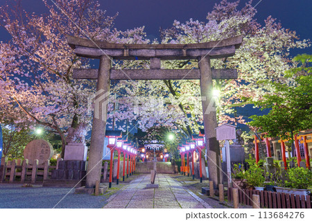 Kyoto Rokusonno Shrine Cherry blossoms in full bloom at night 113684276