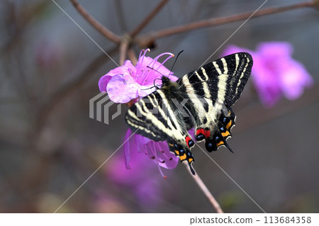 Male Gifu butterfly visiting the flowers of Kobanomitsuba azalea 113684358