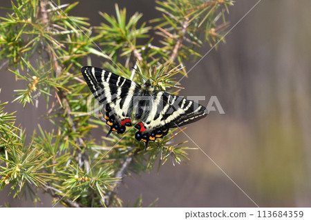 Japanese luehdorfia, a fresh male individual, flying tired and resting Japanese luehdorfia, a fresh male individual, flying tired and resting 113684359