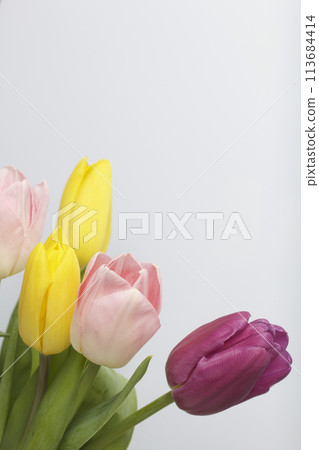 Spring flowers. A bouquet of tulips of different colors on a white background. Spring flowers. A bouquet of tulips of different colors on a white background. 113684414