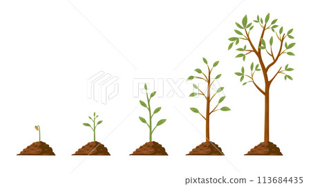 Tree grow. Plant growth from seed to sapling with green leaf. Stages of seedling and growing trees in soil. Gardening process vector concept. Eco, botanical cultivation, green foliage Tree grow. Plant growth from seed to sapling with green leaf. Stages of seedling and growing trees in soil. Gardening process vector concept. Eco, botanical cultivation, green foliage 113684435