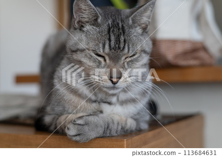 Relaxing cat, Sabatra cat 113684631