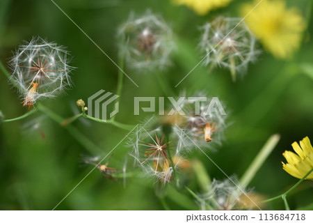 野生的兔兒菜花朵和蒲公英種子 113684718