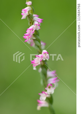 公園草地上盛開的粉色綬草特寫 113684768