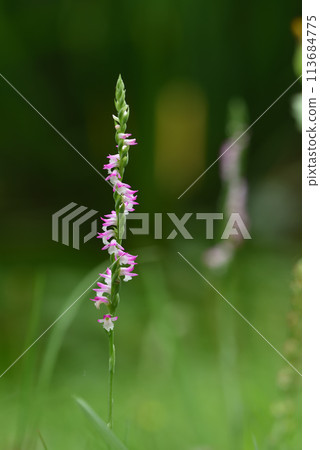 公園草地上盛開的粉色綬草特寫 113684775