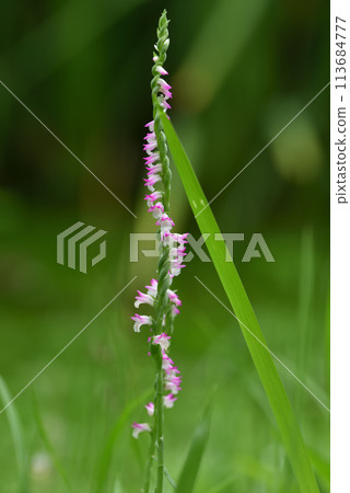 Close-up of pink grass in bloom on the grass in the park 113684777