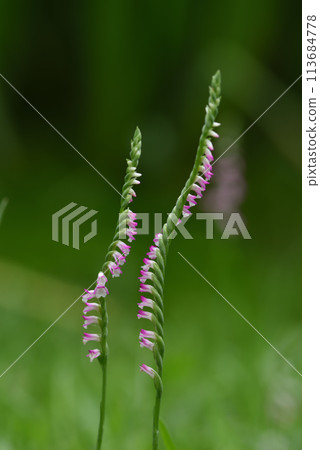 公園草地上盛開的粉色綬草特寫 113684778