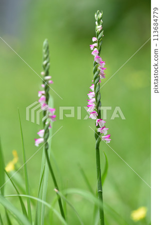 Close-up of pink grass in bloom on the grass in the park 113684779