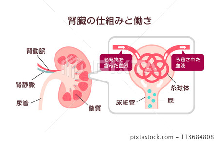腎臟機制和功能向量圖解 113684808