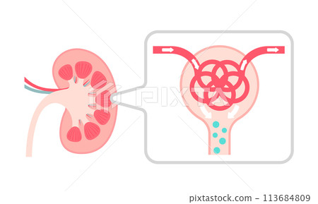 腎臟機制與功能向量圖解（無文字） 113684809