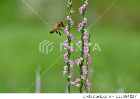 Bee collects nectar on nectar plant 113684827