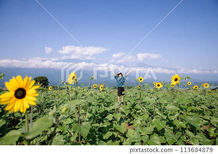 Child walking through a sunflower field Child walking through a sunflower field 113684879