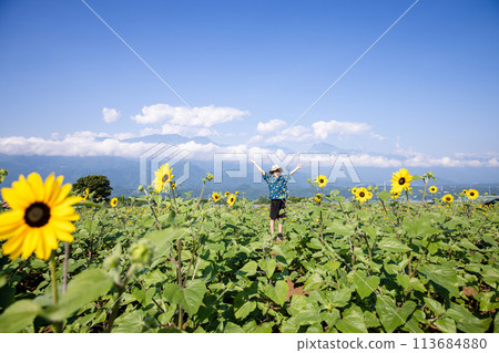 Child walking through a sunflower field Child walking through a sunflower field 113684880
