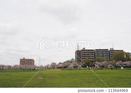 Park with cherry blossoms Park with cherry blossoms 113684969