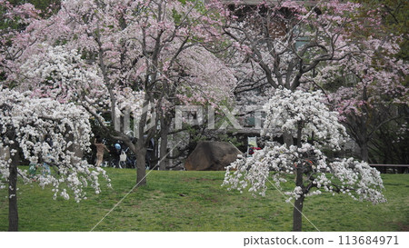有櫻花的公園 有櫻花的公園 113684971