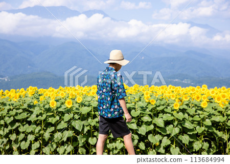 Child walking through a sunflower field Child walking through a sunflower field 113684994