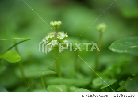 金錢草盛開的花卉特寫 金錢草盛開的花卉特寫 113685136