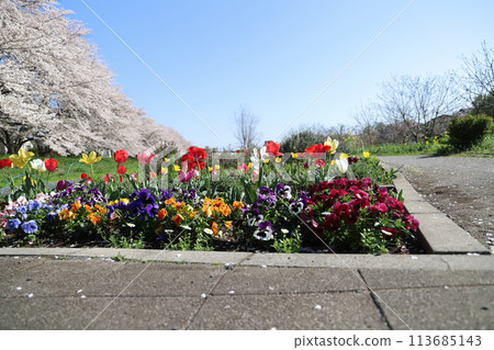 Colorful tulips, pansies and Yoshino cherry blossoms against the blue spring sky 113685143