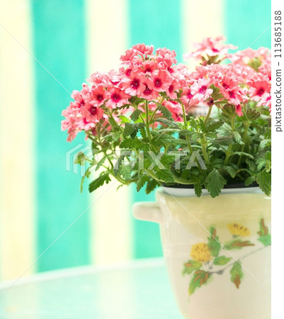 Admire the pretty flowers in a pot Admire the pretty flowers in a pot 113685188