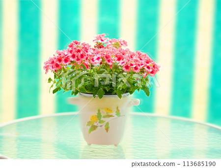 Admire the pretty flowers in a pot Admire the pretty flowers in a pot 113685190