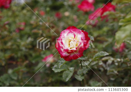 pink flowers in the garden pink flowers in the garden 113685300
