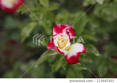 pink flowers in the garden pink flowers in the garden 113685301
