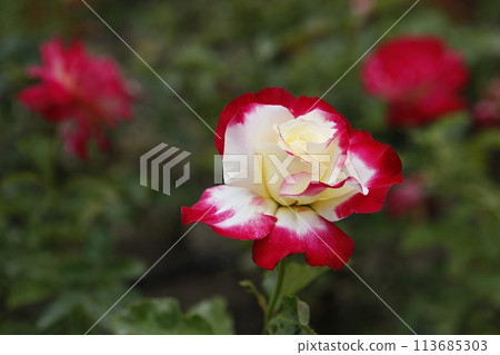 pink flowers in the garden pink flowers in the garden 113685303