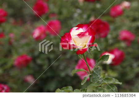 pink flowers in the garden pink flowers in the garden 113685304