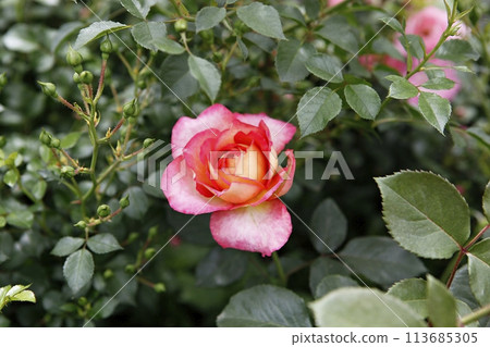 pink flowers in the garden pink flowers in the garden 113685305