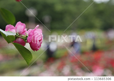 pink flowers in the garden pink flowers in the garden 113685306