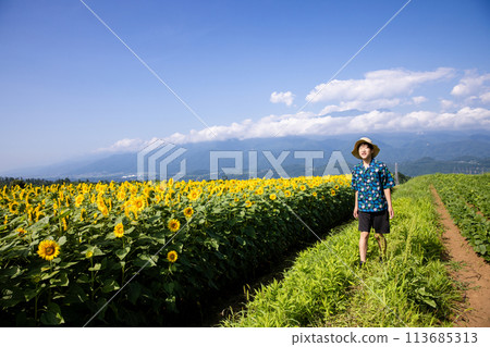 孩子在向日葵田裡散步 孩子在向日葵田裡散步 113685313
