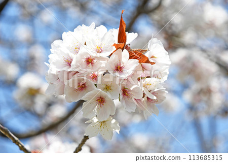 Cherry Blossom Cherry Blossom 113685315
