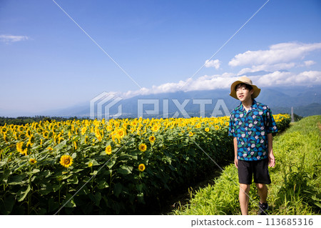 Child walking through a sunflower field Child walking through a sunflower field 113685316