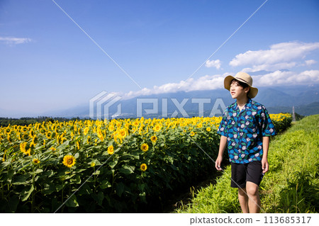 Child walking through a sunflower field Child walking through a sunflower field 113685317