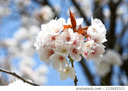 櫻花 櫻花 113685321